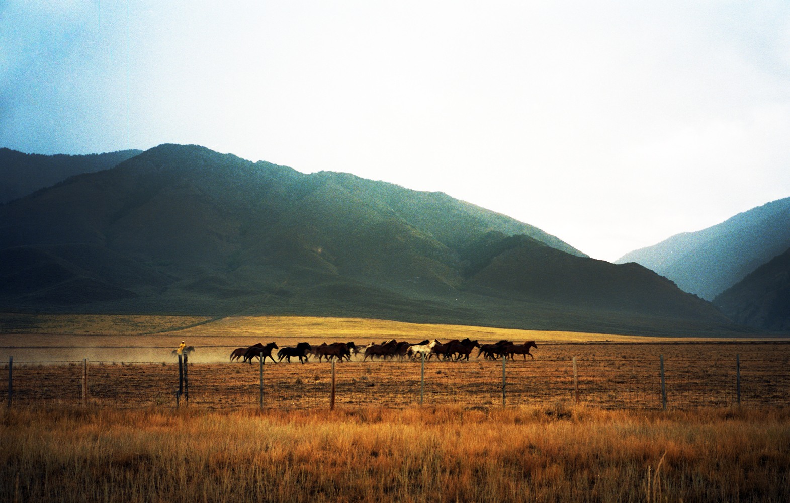 websitertwild-horses026